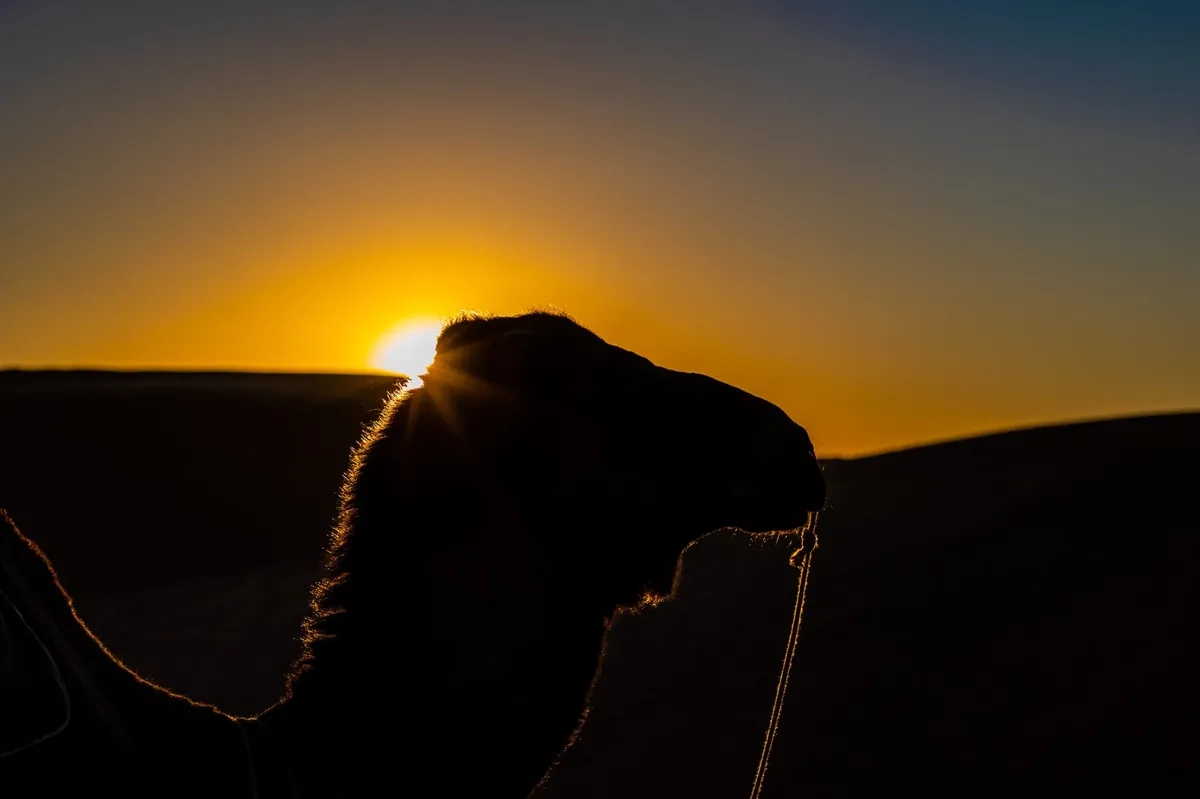 Silueta de camellos al atardecer en el desierto