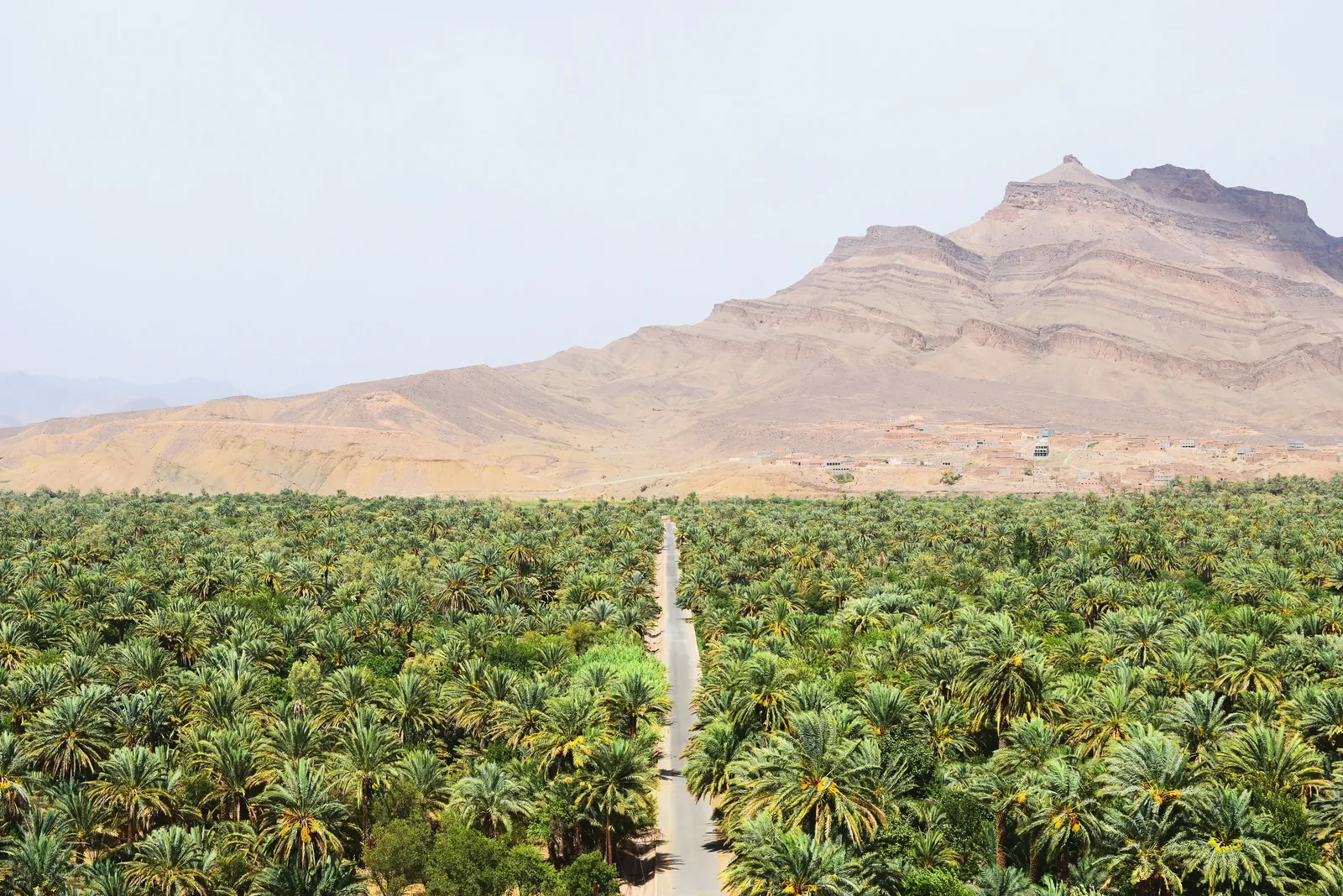 Carretera entre un oasis de palmeras camino al sur de Marruecos