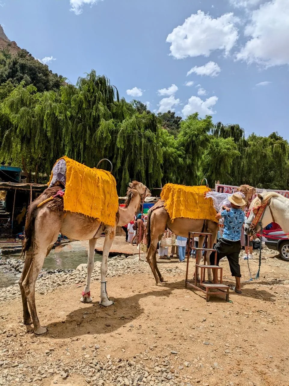 Camellos preparados para una excursión en Ourika