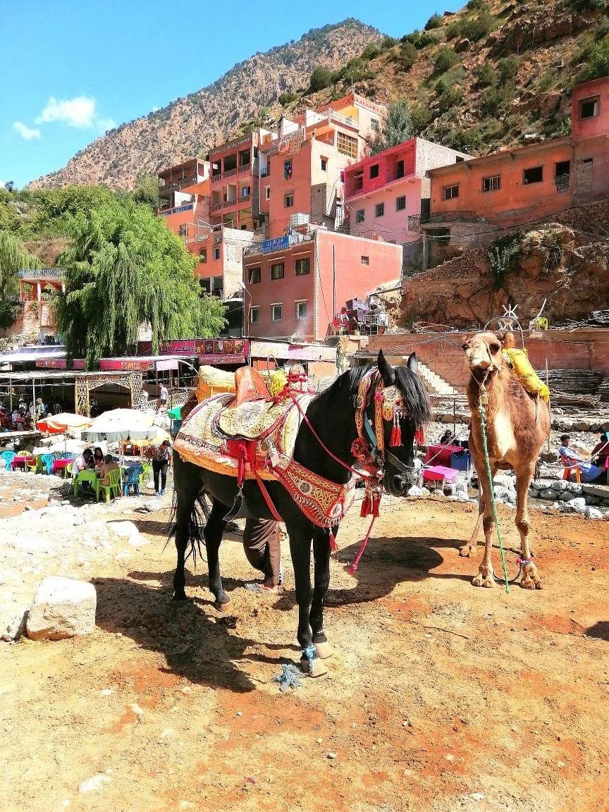 Caballo y camello preparados en un pueblo del Valle de Ourika